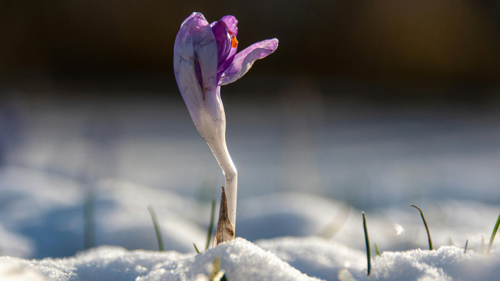 Sezonowość w branży zielonej – jak przygotować firmę na martwe miesiące